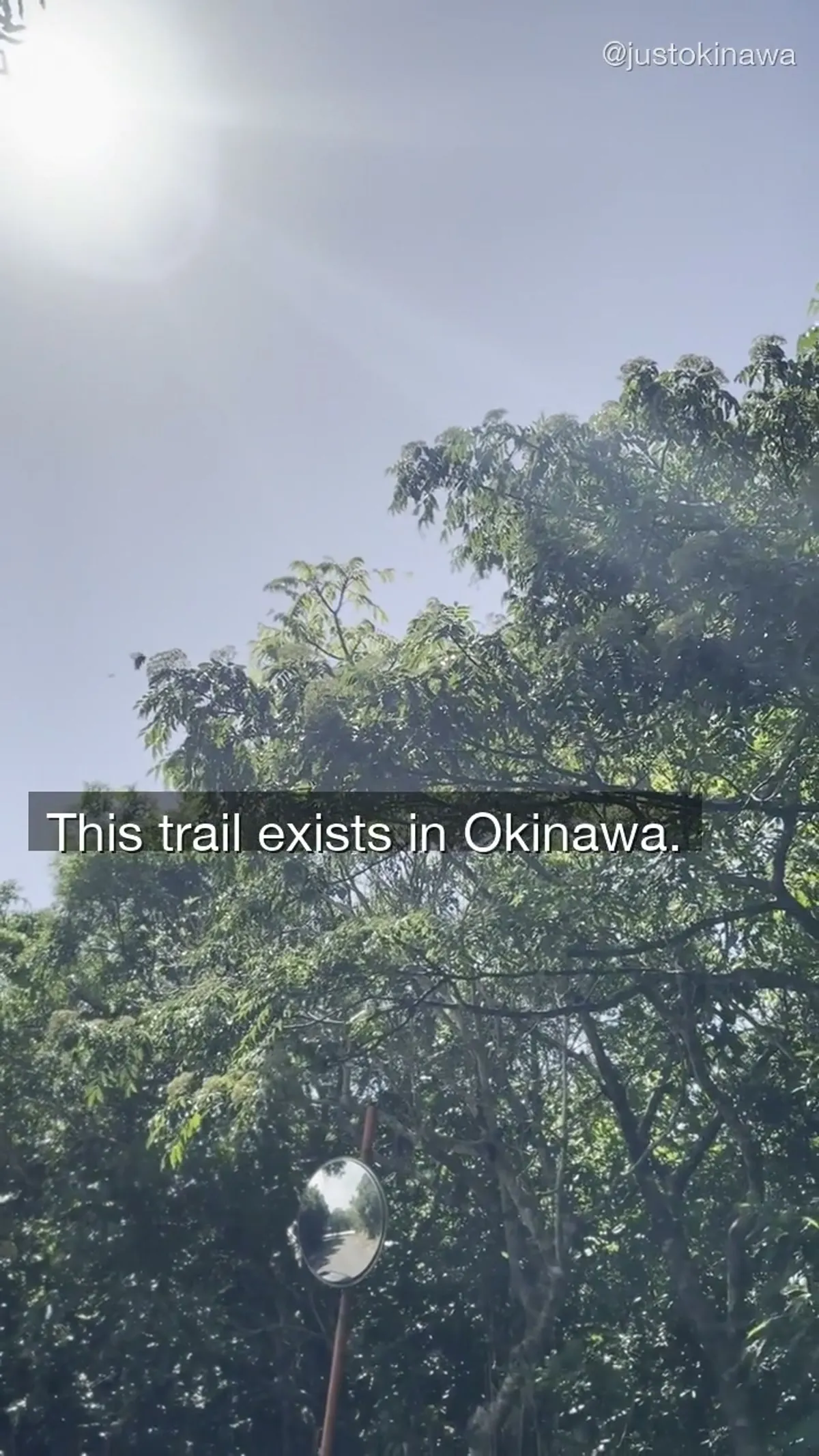 Ancient trees. No phone signal. Complete silence.