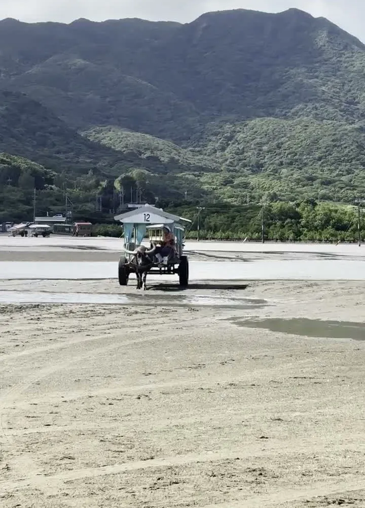 Water buffalo cart crossing the tidal flat to Yubu Island, Iriomote, Okinawa — mountain backdrop, low tide