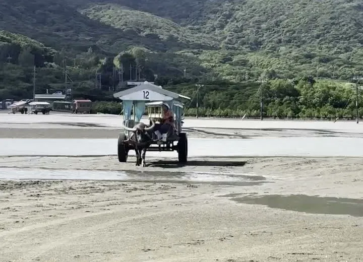 Water buffalo cart crossing the tidal flat to Yubu Island, Iriomote, Okinawa — mountain backdrop, low tide