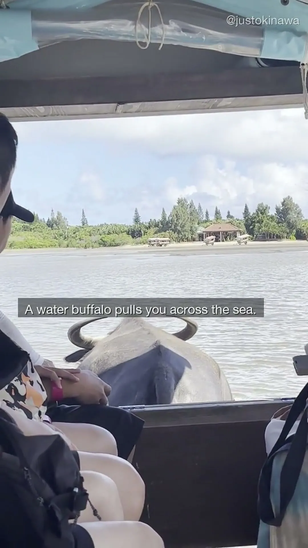 POV from inside the water buffalo cart — looking over the buffalo’s back toward Yubu Island across the shallow sea